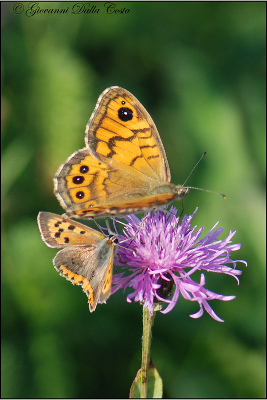 Lycaena phlaeas 